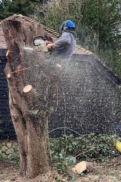 A tree surgeon tethered to a tree in the process of pollarding its branches.