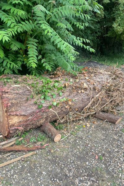A large tree log covered in thick ivy.